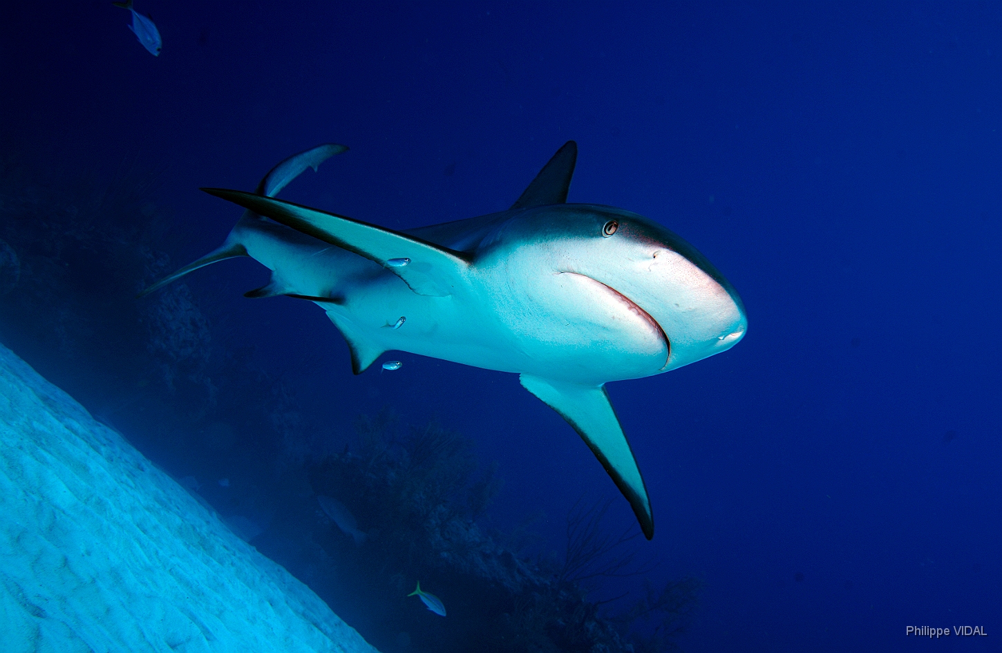 MediaEarth - Bahamas 2017 - DSC02493_rc - Caribbean reef shark - Requin gris des caraibes - Carcharhinus perezi.jpg